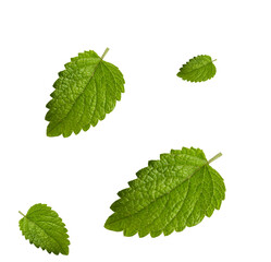 Lemon balm, common balm or balm mint Melissa officinalis leaves isolated on white background. Alternative medicinal plants, medical herb