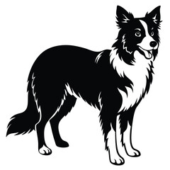 boorder collei vector