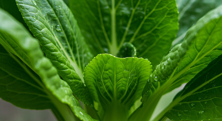 Fresh Green Bok Choy Plant Showing Healthy Leaf Detail And Water Droplets
