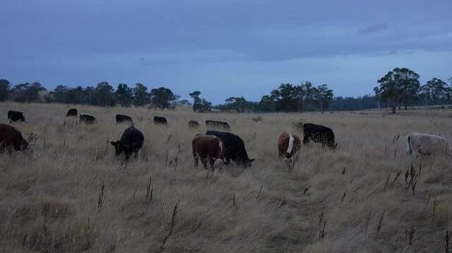 livestock in a meadow, sustainable carbon neutral farming being practiced. regenerative raised cows in a field. agricultural technology innovation.	
