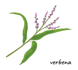 Herbal leaves icon. Green verbena. Organic medical herb. Natural plant twig with flower. Aroma wildflower. Food ingredient. Aromatic branch. Botanical element. Vector spicy product