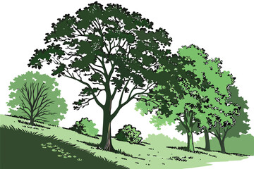 Fototapeta premium 4 Photorealistic tree line, lush green foliage, diverse tree species, natural landscape border, white background, high-resolution vector graphic, detailed botanical illustration, summer season, vibran