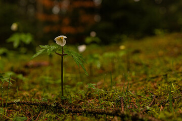 small white flower in the forest, bottom view