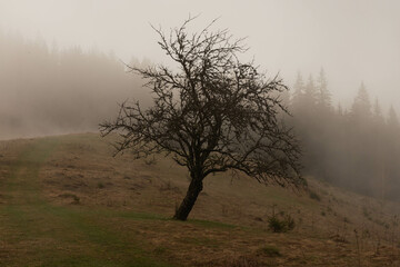 Obraz premium old apple tree in the fog on the hill
