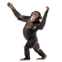 Chimpanzee ape png primate animal png rainforest animal png transparent background image
