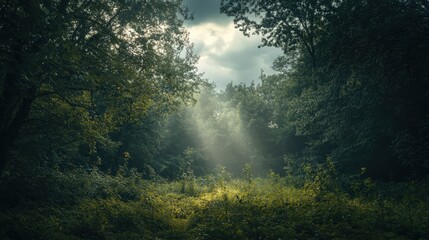 Naklejka premium Mysterious Forest With Sunlight Breaking Through Trees and Clouds