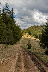 Obraz premium road along a spruce forest on the top of a mountain, one small spruce tree by the road