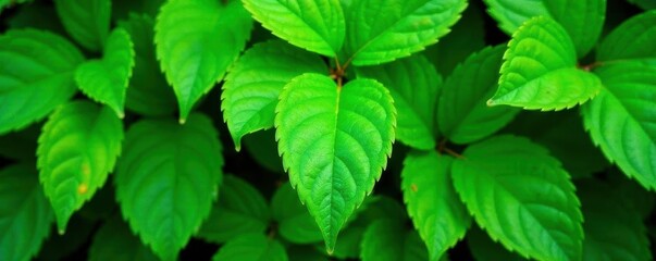 Lush green foliage, vibrant leaf texture, overlapping leaves, bush, element