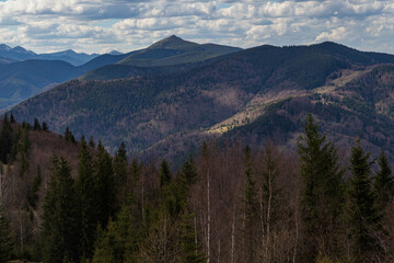 dense spruce forest and mountain peaks in the background