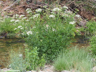 Hemlock Water Dropwort (Oenanthe crocata)