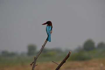 A white throated kingfisher is seen perched on a dry pole  and is observing around