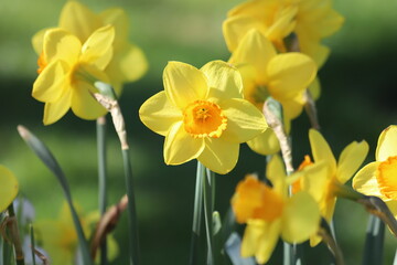 Fototapeta premium Yellow Daffodils in a sunny spring garden.