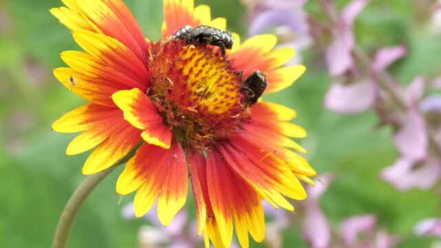 Stink beetle, Oxythyrea funesta L. on a Gaillardia pulchella flower. 
Pest. Adults feed on pollen, leaves and petals of flowers, sometimes completely eating stamens and pistils.