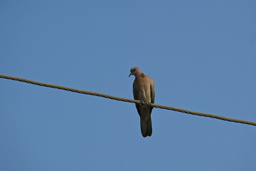 A beautiful and colourful laughing dove is seen perched on an electric wire