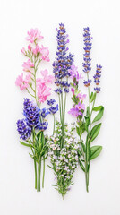 Naklejka premium Vintage Flower Herbarium Lavender Display Botanical Garden Artwork Natural Setting Aesthetic View Gigapixel High Fidelity