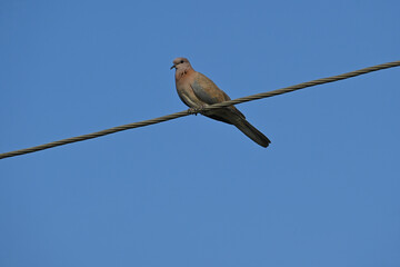 A beautiful and colourful laughing dove is seen perched on an electric wire in a semi urban area