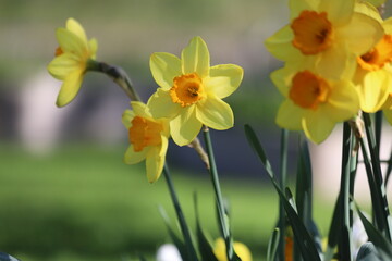 Yellow Daffodils in a sunny spring garden.
