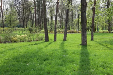 Fototapete Rund sosna, park, gras, liści, lato, słońce, iskra, droga, feuille, światło słoneczne, okolica, las, piękne, naturalny © Игорь Алексеевич
