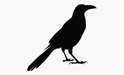 Raven silhouette, bird vector, black illustration