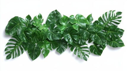 Obraz premium Horizontal artwork composition of trendy tropical green leaves - monstera, palm and ficus elastica isolated on white background (computer rendered).