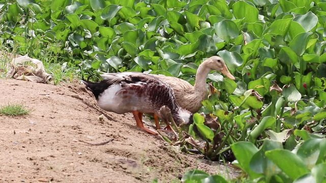 Two-Headed Duck Seeking Food Near Pond