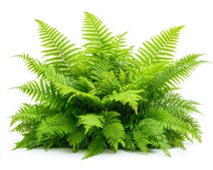 Green fern plant isolated on white background