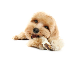 Cute dog with chew bone on white background