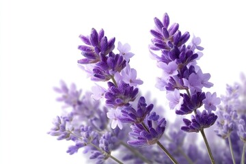 Fototapeta premium Serene Lavender Blossoms: A Delicate Floral Study