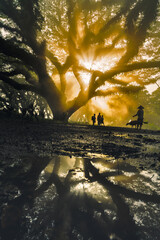 Sunrise at De Djawatan Forest Banyuwangi East Java Indonesia