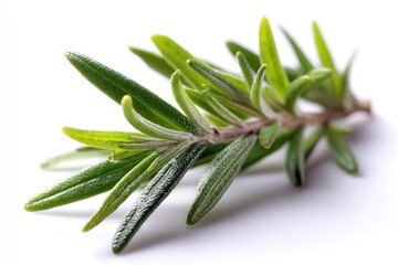 Fresh Rosemary Sprig: A Vibrant, Close-Up Botanical Study