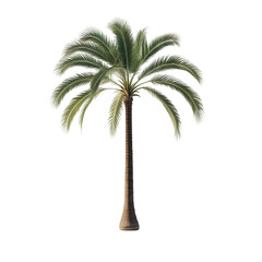 palm tree on white background