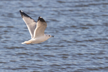 Close-up of a seagull flying in the sky
