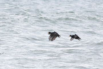 The flock Black scoter bird flies over the water.