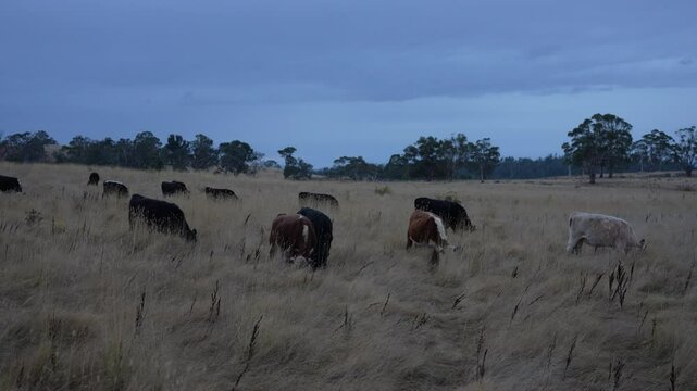 livestock in a meadow, sustainable carbon neutral farming being practiced. regenerative raised cows in a field. agricultural technology innovation.	
