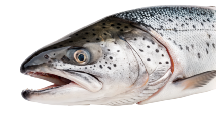 close up of raw salmon head with visible gills, showcasing its detailed texture and natural colors. image highlights fish scales and open mouth, emphasizing freshness