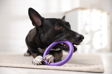 Cute dog chewing toy on floor at home