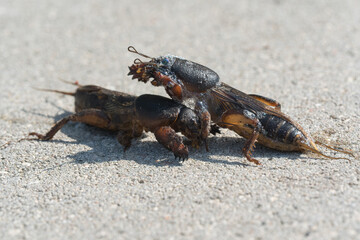 mole cricket from close range and low angle