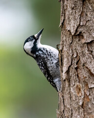 Threated Red-cockaded Woodpecker 