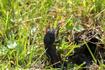 mole cricket from close range and low angle