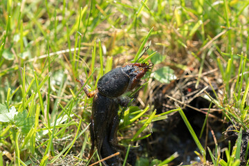 mole cricket from close range and low angle