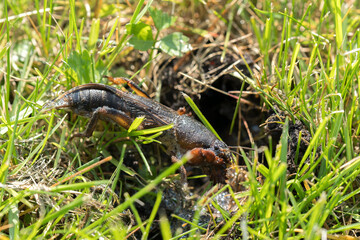 mole cricket from close range and low angle