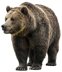 Large brown bear standing isolated on white, transparent background png