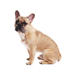 Fototapeta premium Adorable French bulldog dog sitting on white background
