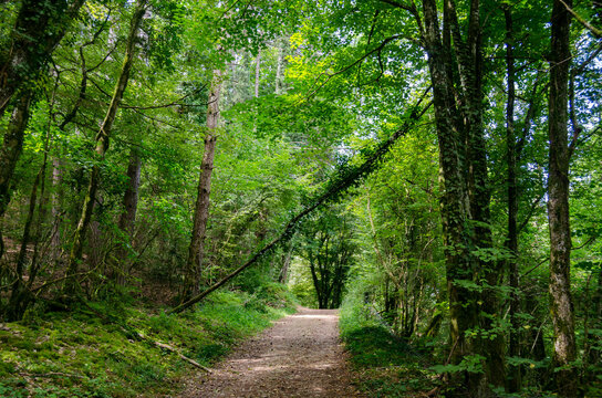 Sentier forestier lumineux au c&oelig;ur d&rsquo;une nature dense
