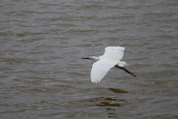 A white heron