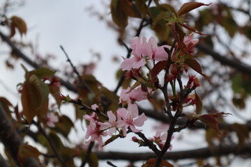pink blossom tree