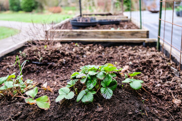 Raised garden beds in a backyard garden. Early spring planting with fresh soil and young strawberry plants growing. Concepts of sustainable living, gardening, backyard farming, and outdoor hobbies