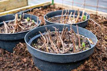 Raised garden beds in a backyard garden. Early spring planting with fresh soil and young strawberry plants growing. Concepts of sustainable living, gardening, backyard farming, and outdoor hobbies