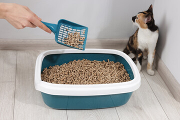 Woman cleaning litter tray and cute calico cat indoors, closeup