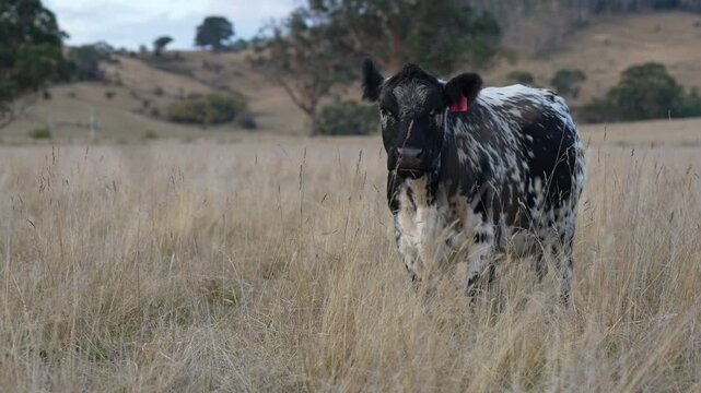 livestock in a meadow, sustainable carbon neutral farming being practiced. regenerative raised cows in a field. agricultural technology innovation.	
